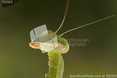 Image of Praying Mantis