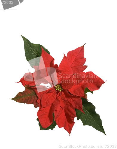 Image of Red Poinsettia