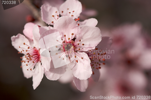 Image of Early Spring Pink Tree Blossoms