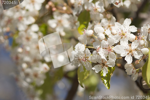 Image of Spring Flowering Tree Blossom