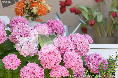 Image of Beautiful Hydrangea Blossoms