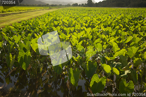 Image of Hanalei Valley and Taro Fields