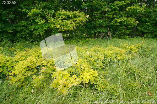 Image of Lush Green Landscape