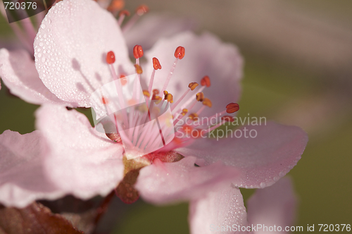 Image of Early Spring Pink Tree Blossoms