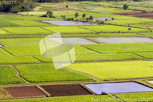 Image of Hanalei Valley and Taro Fields