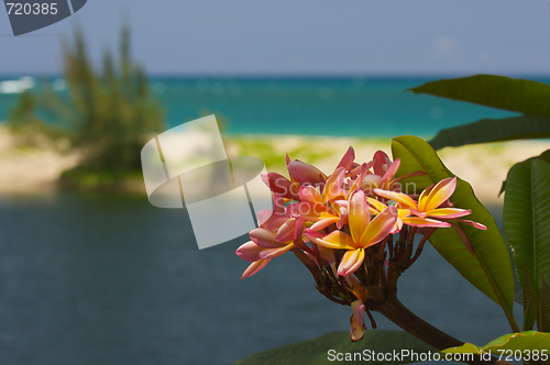 Image of Wild Plumeria Flower