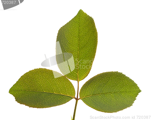Image of Leaves Macro Isolated