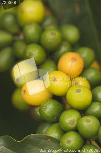 Image of Coffee Beans on the Branch