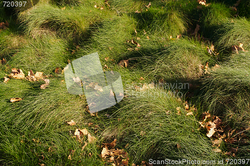 Image of Wavey Lush Green Grass