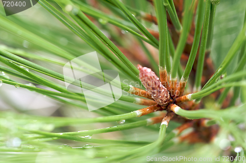 Image of Water Drops on Pine Needles