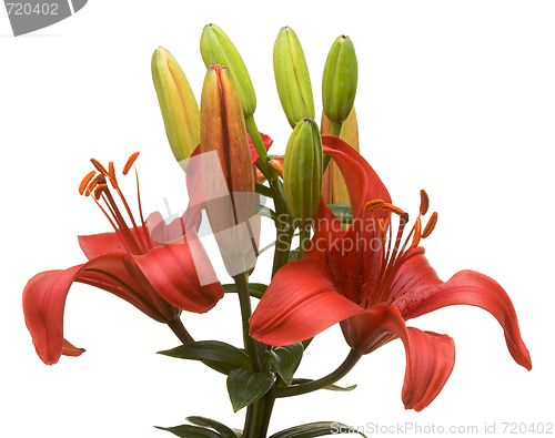 Image of Beautiful Asiatic Lily Bloom