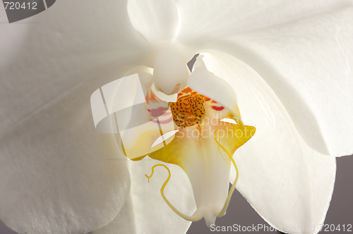 Image of Macro Orchid Flower Blossom