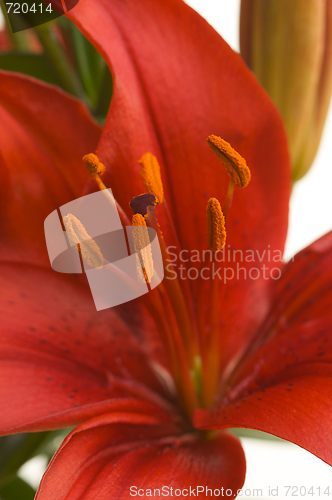 Image of Beautiful Asiatic Lily Bloom