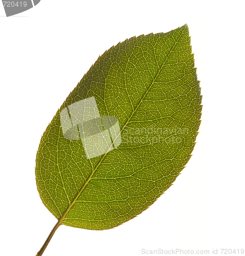 Image of Leaf Macro Isolated