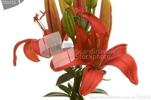 Image of Beautiful Asiatic Lily Bloom