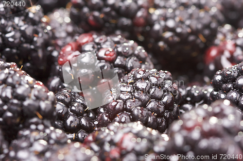 Image of Macro Blackberries with Water Drops