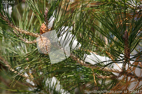 Image of Snowy Branch with Pine Cones