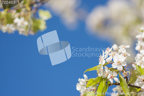 Image of Spring Flowering Tree Blossom