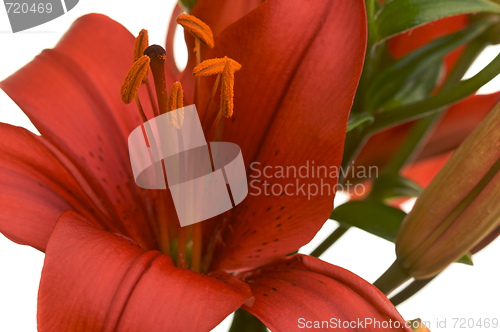 Image of Beautiful Asiatic Lily Bloom