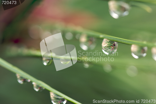 Image of Water Drops on Pine Needles