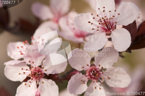 Image of Early Spring Pink Tree Blossoms