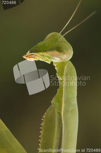 Image of Praying Mantis