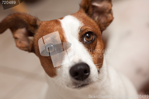 Image of Jack Russell Terrier Puppy Portrait