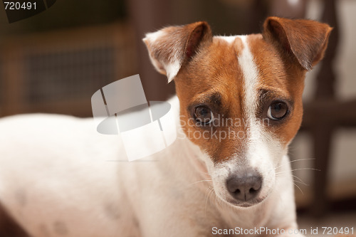 Image of Jack Russell Terrier Puppy Portrait