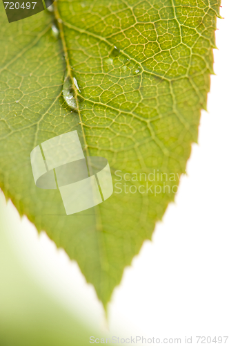 Image of Close Up Leaf & Water Drops