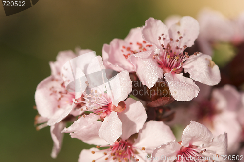 Image of Early Spring Pink Tree Blossoms