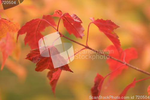 Image of Autumn Leaves