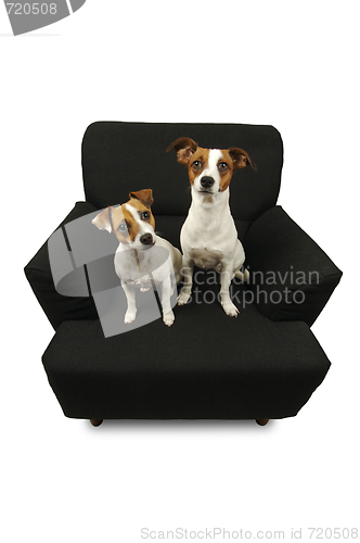 Image of Two Jack Russell Terriers on a black chair