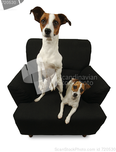 Image of Two Jack Russell Terriers on a black chair