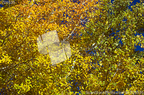 Image of Colorful Aspen Pines 