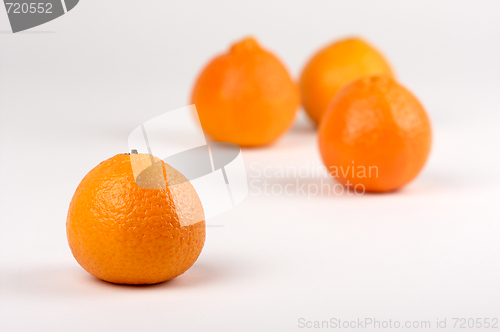 Image of Clementine Oranges