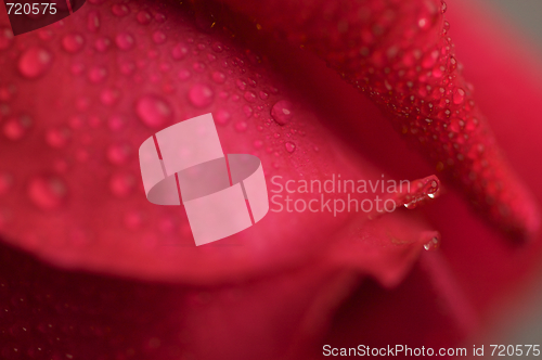 Image of Macro Red Rose Blossom