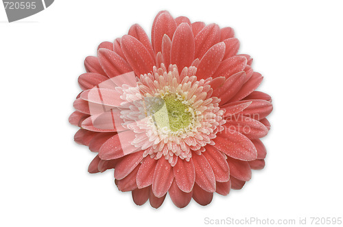 Image of Pink Gerber Daisy Isolated