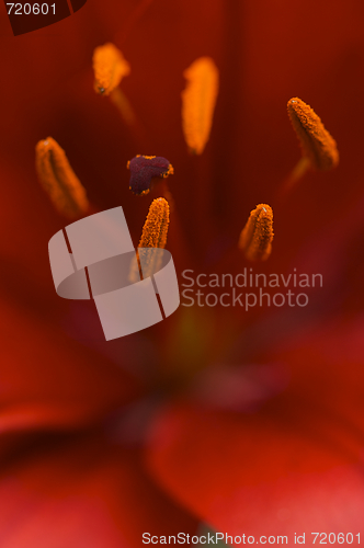 Image of Beautiful Asiatic Lily Bloom Anthers