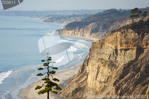 Image of Torrey Pines Beach and Coastline