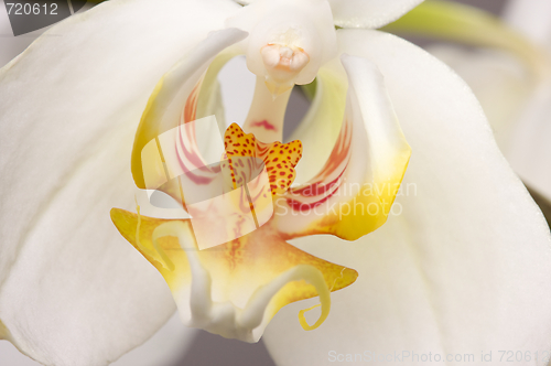 Image of Macro Orchid Flower Blossom