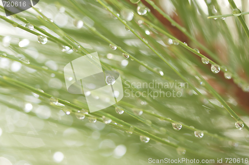 Image of Water Drops on Pine Needles