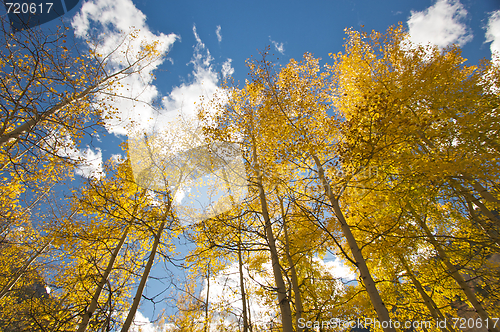 Image of Colorful Aspen Pines