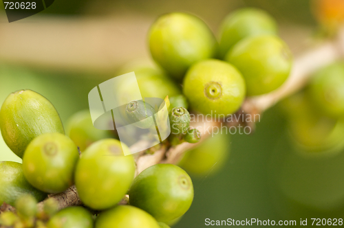 Image of Coffee Beans on the Branch