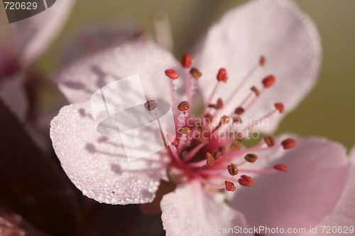 Image of Early Spring Pink Tree Blossoms