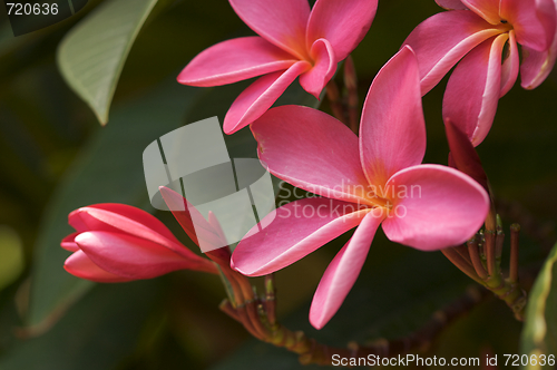 Image of Pink Plumeria Flowers