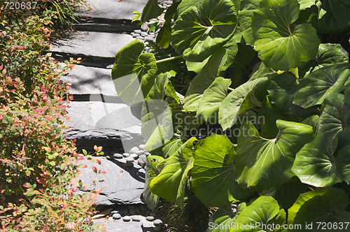 Image of Lush Green Garden