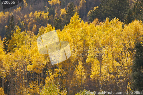 Image of Aspen Pines Changing Color