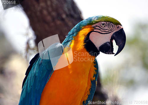 Image of Colorful parrot.