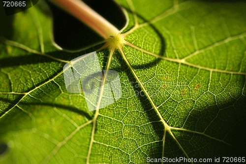 Image of Beautiful Grape Leaf
