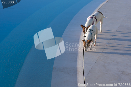 Image of Poolside Dog Patrol